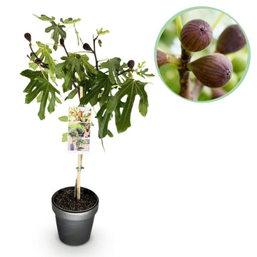 Feige – Ficus carica Little Miss Figgy – 90 cm – Ø19 cm