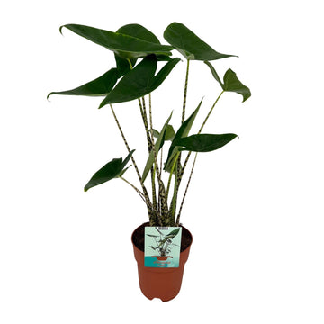 Alocasia – Alocasia zebrina – 75 cm – Ø19 cm