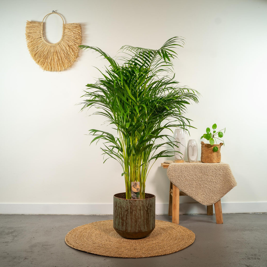 Areca-Palme – Dypsis lutescens – 130 cm – Ø21 cm