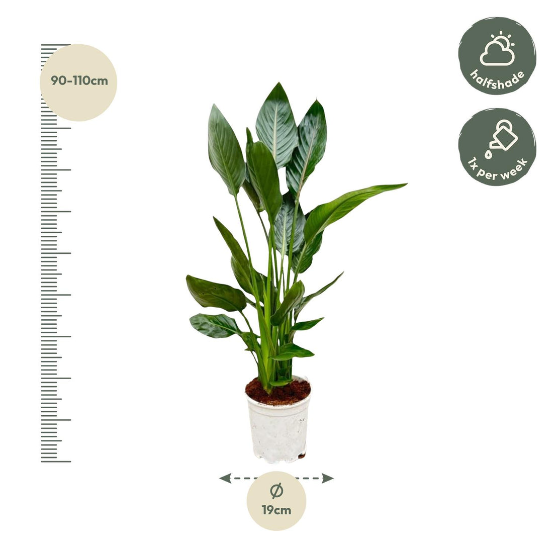 Strelitzie – Strelitzia reginae – 120 cm – Ø21 cm