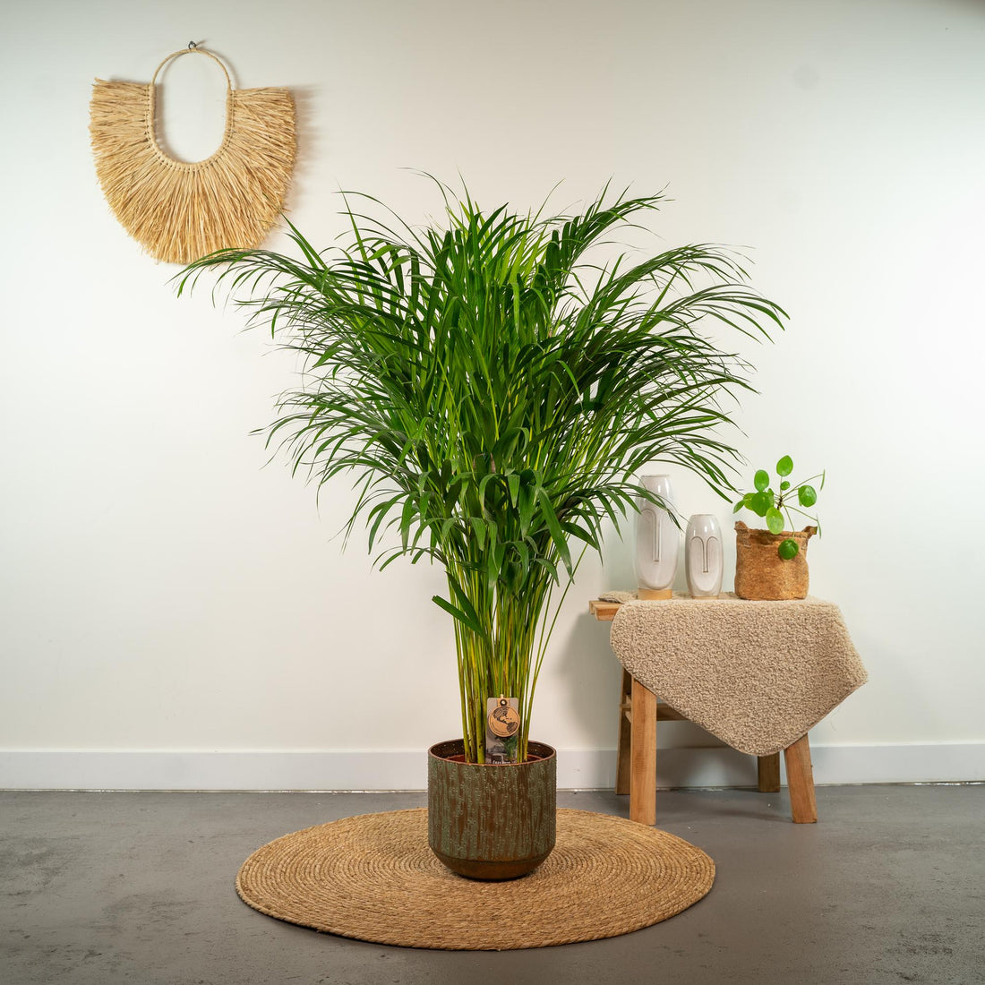 Areca-Palme – Dypsis lutescens – 100 cm – Ø21 cm
