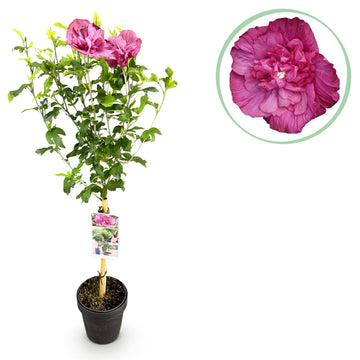 Hibiskus – Hibiscus syriacus Magenta Chiffon® – 90 cm – Ø19 cm