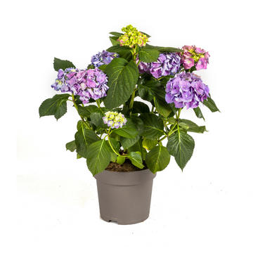 Bauernhortensie Blau – Hydrangea macrophylla Blau – 80 cm – Ø24 cm