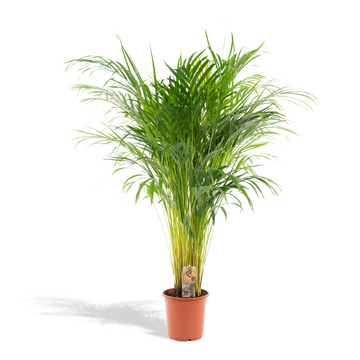Areca-Palme – Dypsis lutescens – 100 cm – Ø21 cm