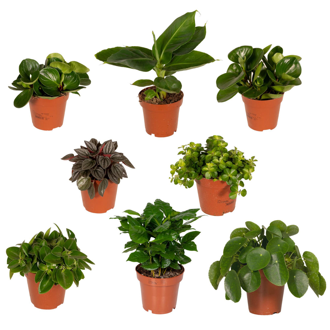 Überraschungsbox – 25 cm – Ø12 cm