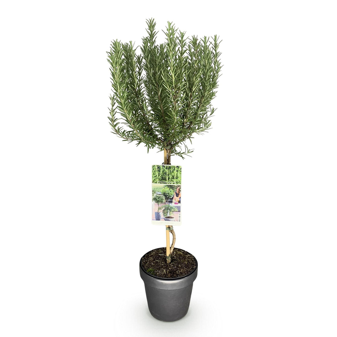 Rosmarin – Rosmarinus officinalis – 90 cm – Ø19 cm
