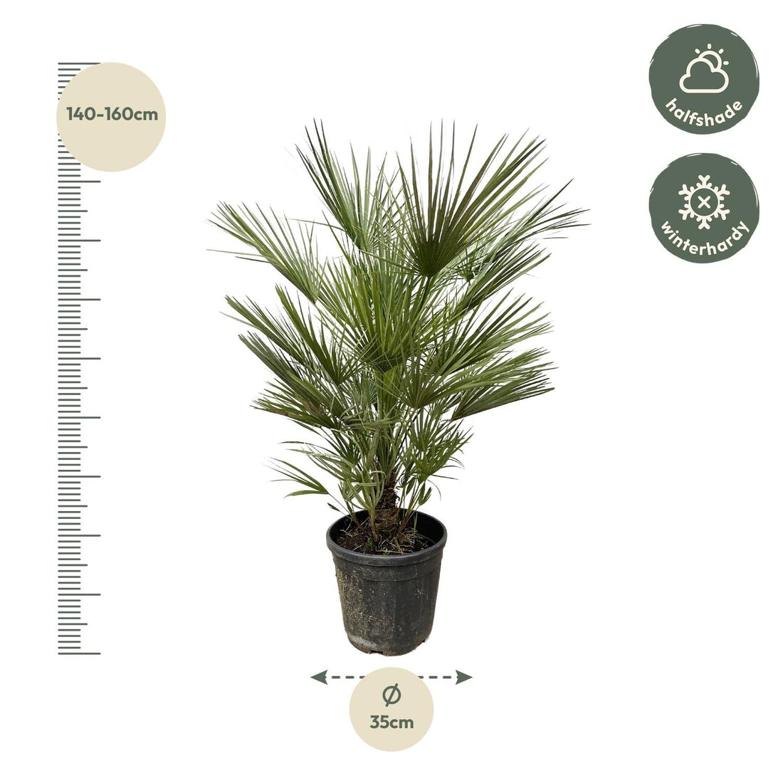 Zwergpalme – Chamaerops humilis – 150 cm – Ø30 cm