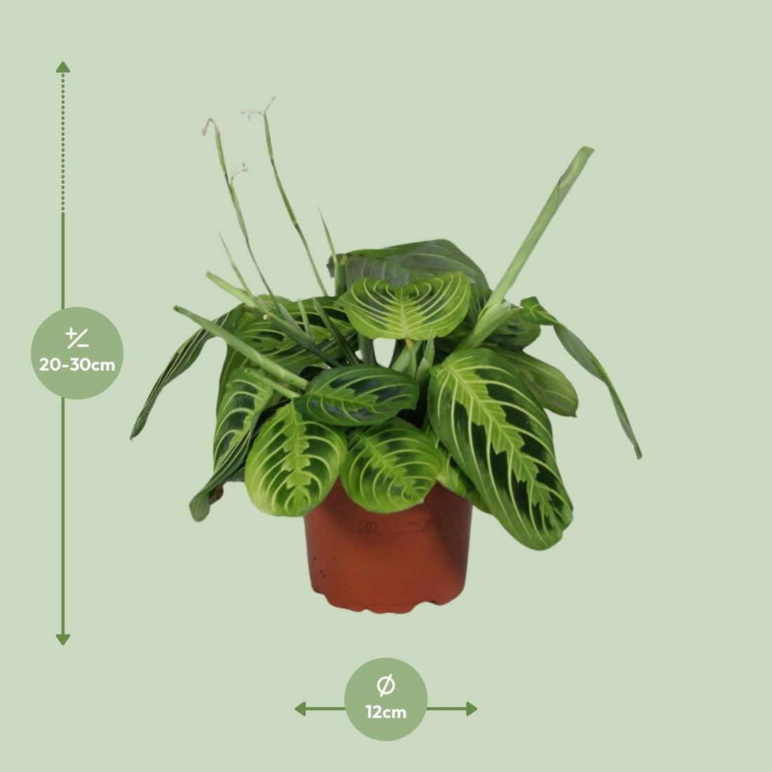 Pfeilwurz – Maranta leuconeura – 30 cm – Ø12 cm