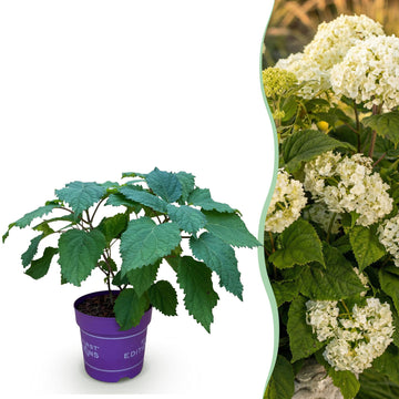 Waldhortensie FlowerWOW – Hydrangea arborescens FlowerWOW – 30 cm – Ø14 cm