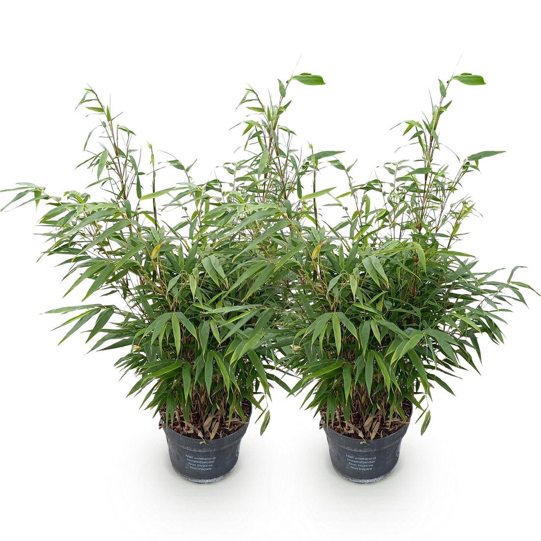 Bambus Pingwu – Fargesia robusta Pingwu – 80 cm – Ø25 cm