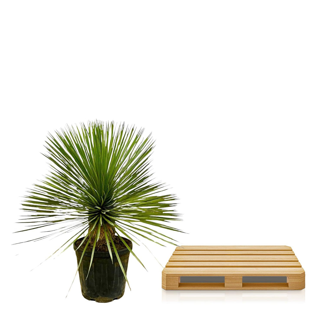 Yucca – Yucca rostrata – 70 cm – Ø27 cm