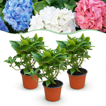 Bauernhortensie Tricolour – Hydrangea macrophylla Tricolour – 25 cm – Ø15 cm