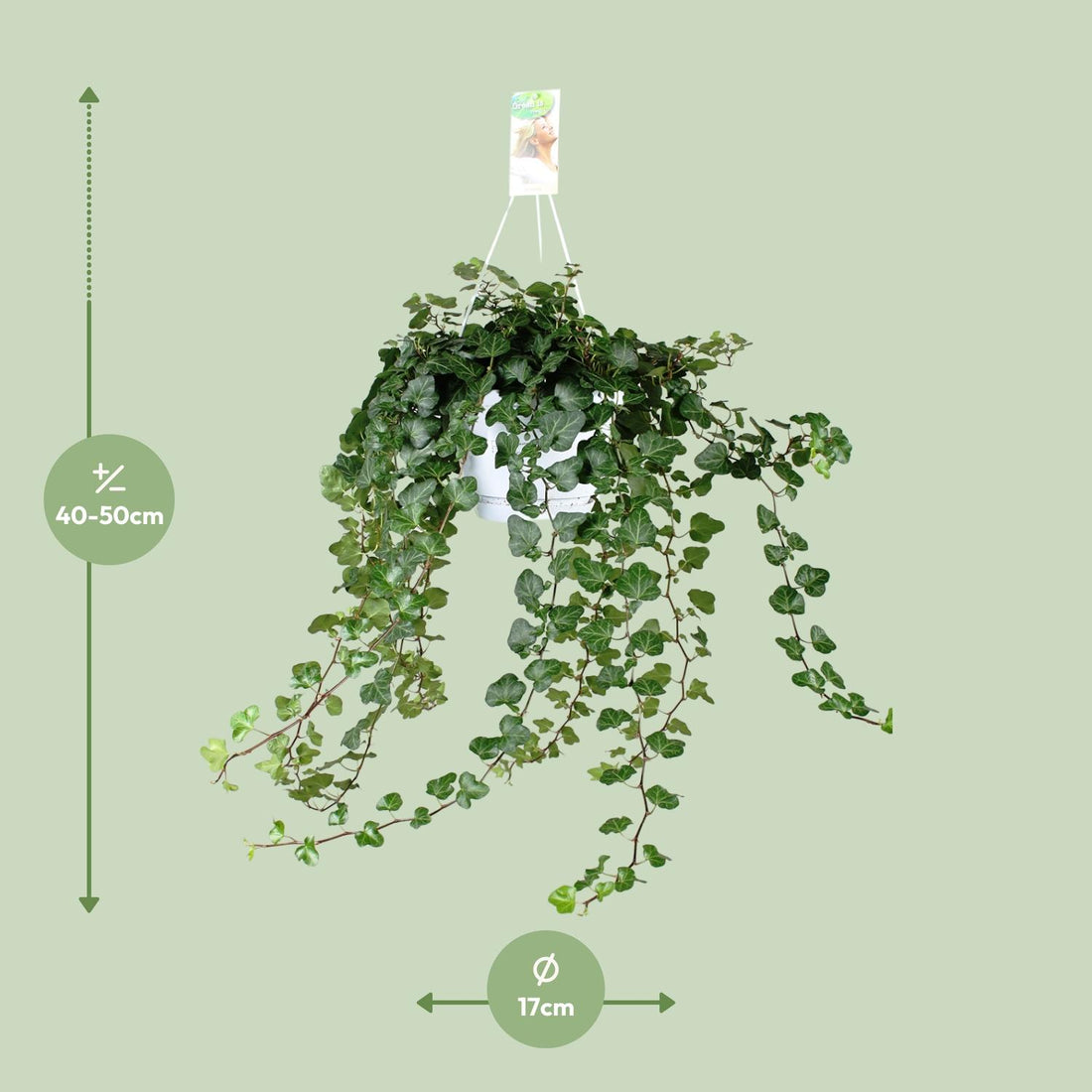 Hedera – Hedera wonder – 70 cm – Ø24 cm