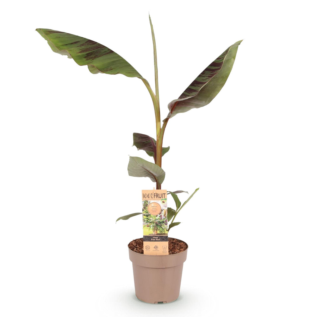 Japanische Faserbanane – Musa Ever Red – 90 cm – Ø21 cm
