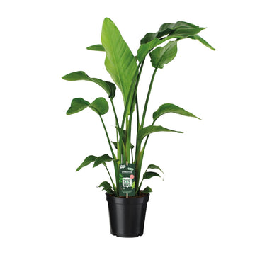 Strelitzie – Strelitzia nicolai – 90 cm – Ø19 cm