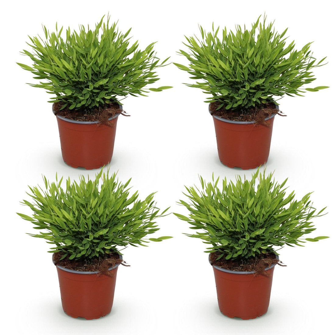 Bambus – Bamusa pogonatherum – 35 cm