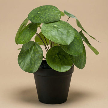 Pilea Busch 25 cm in Schwarz Topf – Kunstpflanze – 25 cm