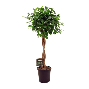 Feige – Ficus microcarpa – 110 cm – Ø23 cm