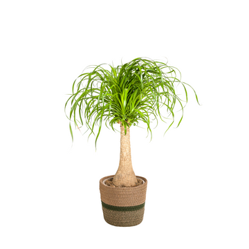 Beaucarnea – Beaucarnea recurvata – 80 cm – Ø21 cm