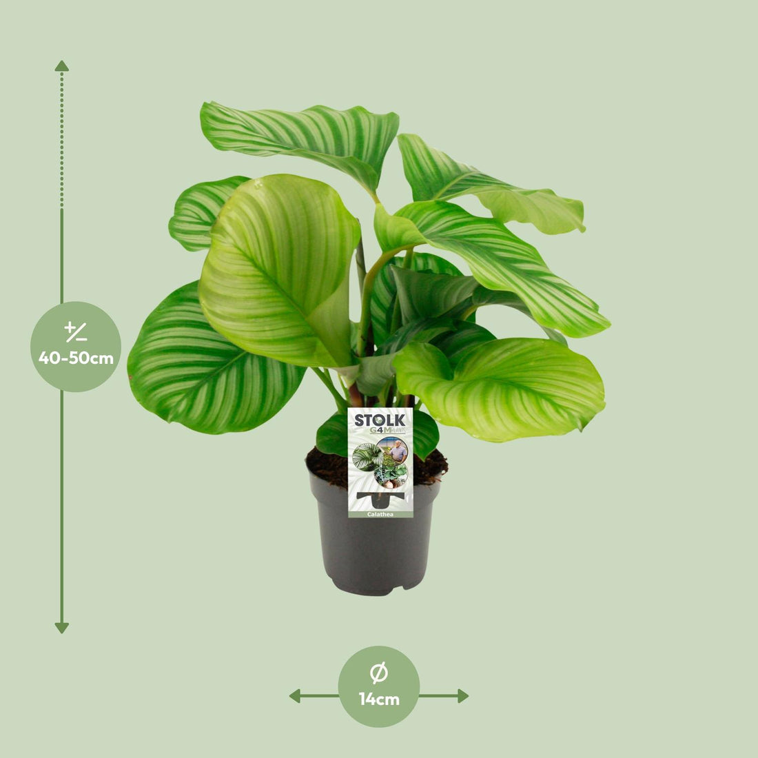 Korbmarante – Calathea orbifolia – 50 cm – Ø14 cm