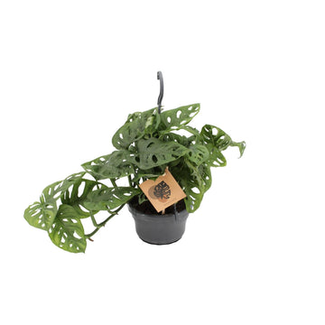 Fensterblatt – Monstera monkey – 30 cm – Ø14 cm