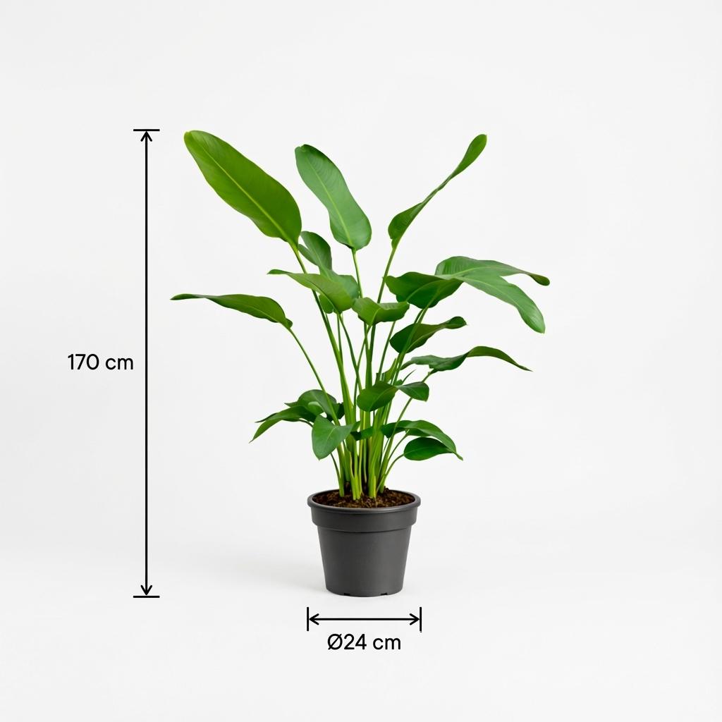 Strelitzie – Strelitzia nicolai – 170 cm – Ø24 cm