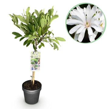 Magnolie – Magnolia stellata – 90 cm – Ø19 cm