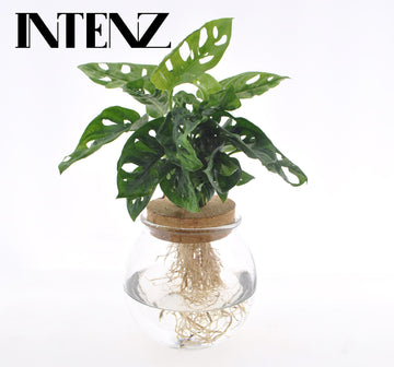 Fensterblatt – Monstera adansonii – 25 cm – Ø12 cm