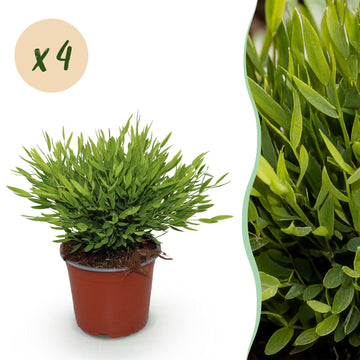 Bambus – Bamusa pogonatherum – 35 cm
