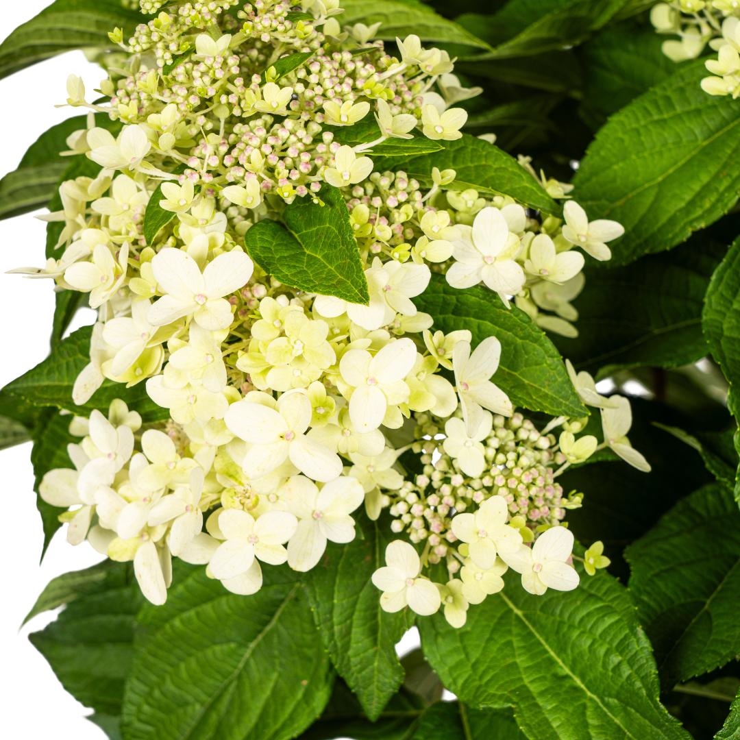 Rispenhortensie Weiß – Hydrangea paniculata Weiß – 80 cm – Ø24 cm