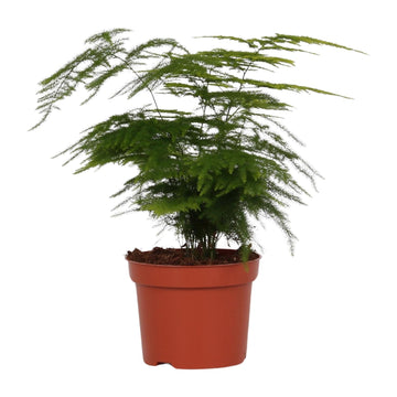 Zierspargel – Asparagus setaceus – 35 cm – Ø12 cm