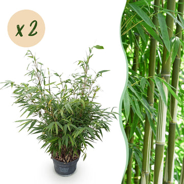 Bambus Pingwu – Fargesia robusta Pingwu – 80 cm – Ø25 cm