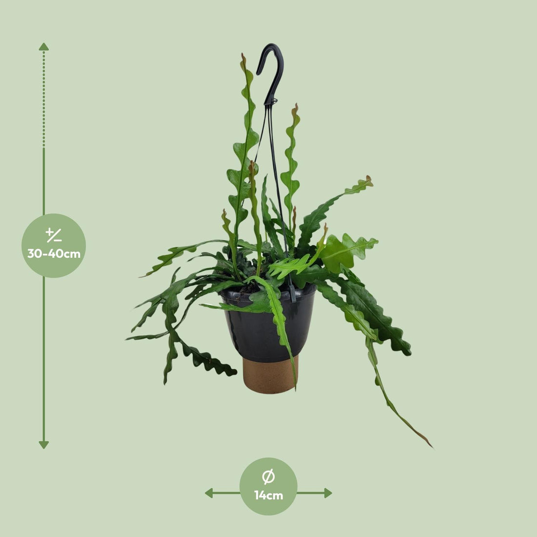 Fischgrätenkaktus – Epiphyllum anguliger – 35 cm – Ø14 cm