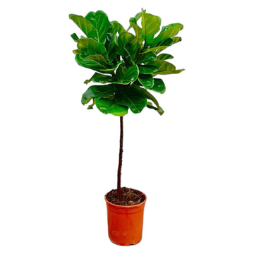 Geigenfeige – Ficus lyrata – 130 cm – Ø24 cm
