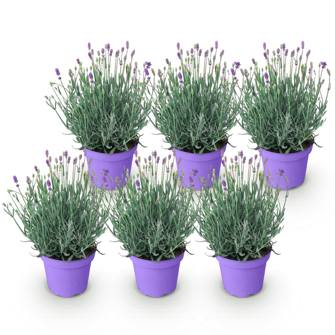 Lavendel Munstead – Lavandula angustifolia Munstead – 25 cm – Ø15 cm