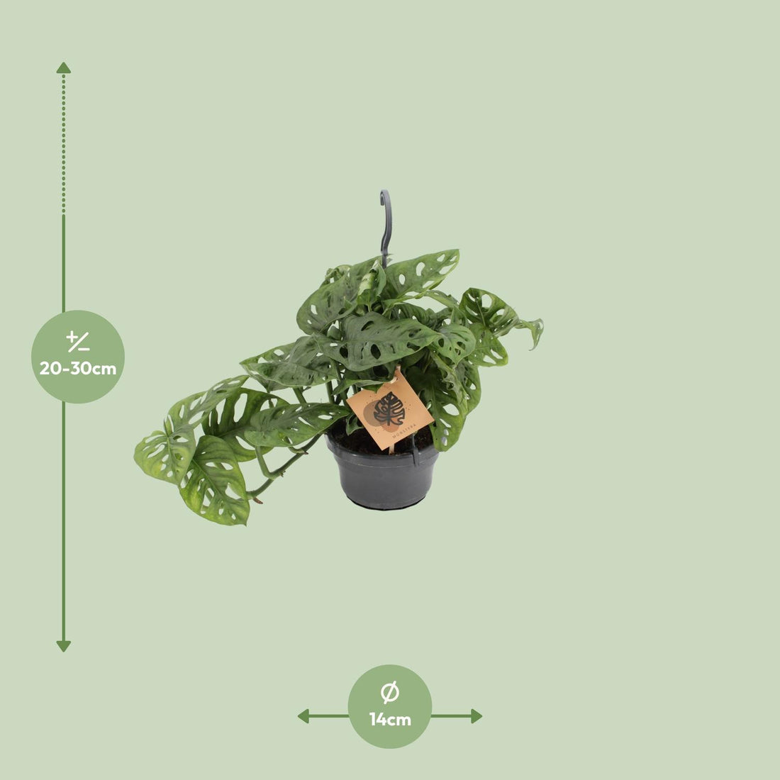 Fensterblatt – Monstera monkey – 30 cm – Ø14 cm