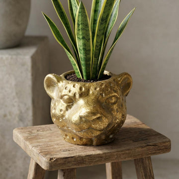 Pflanzentopf – Leopard – Ø10 cm