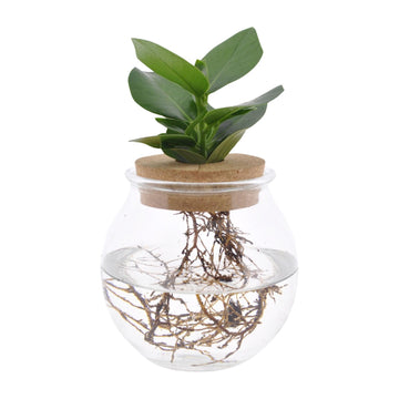 Clusia – Clusia rosea – 30 cm – Ø12 cm