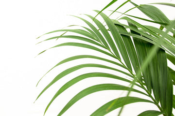 Kentia-Palme – Howea forsteriana – 160 cm – Ø24 cm