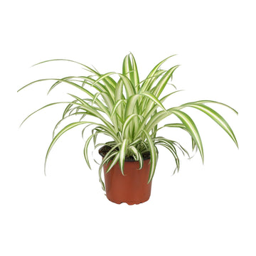 Grünlilie – Chlorophytum – 25 cm – Ø12 cm