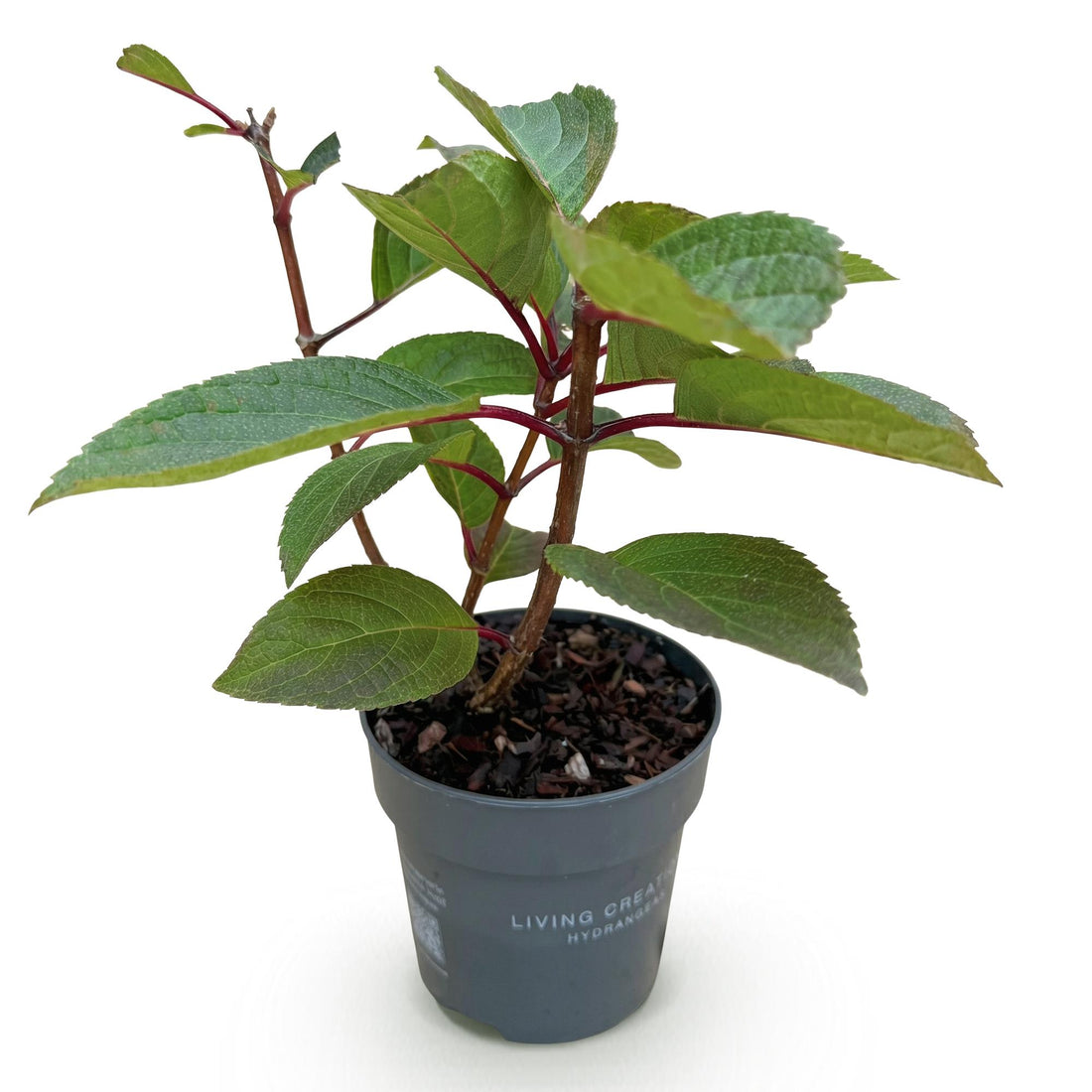 Bauernhortensie Living Infinity – Hydrangea macrophylla Living Infinity – 30 cm – Ø12 cm