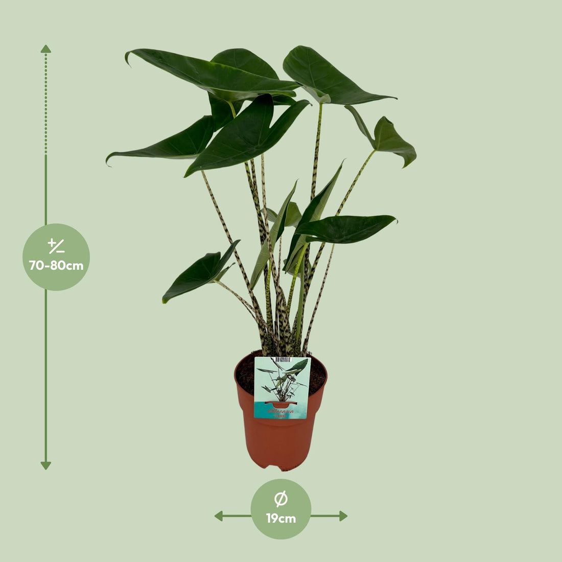 Alocasia – Alocasia zebrina – 75 cm – Ø19 cm