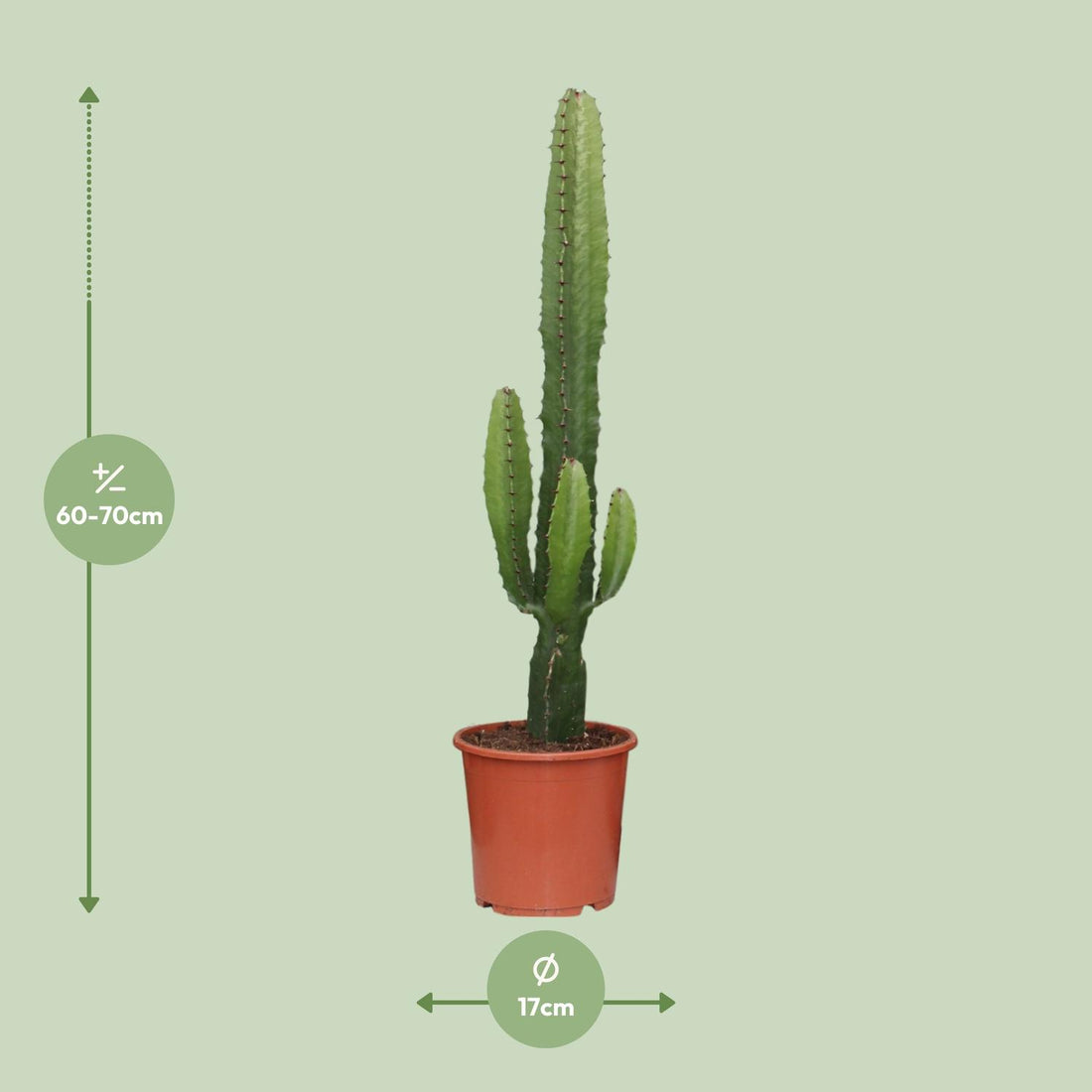 Wolfsmilch – Euphorbia acrurensis – 50 cm – Ø17 cm