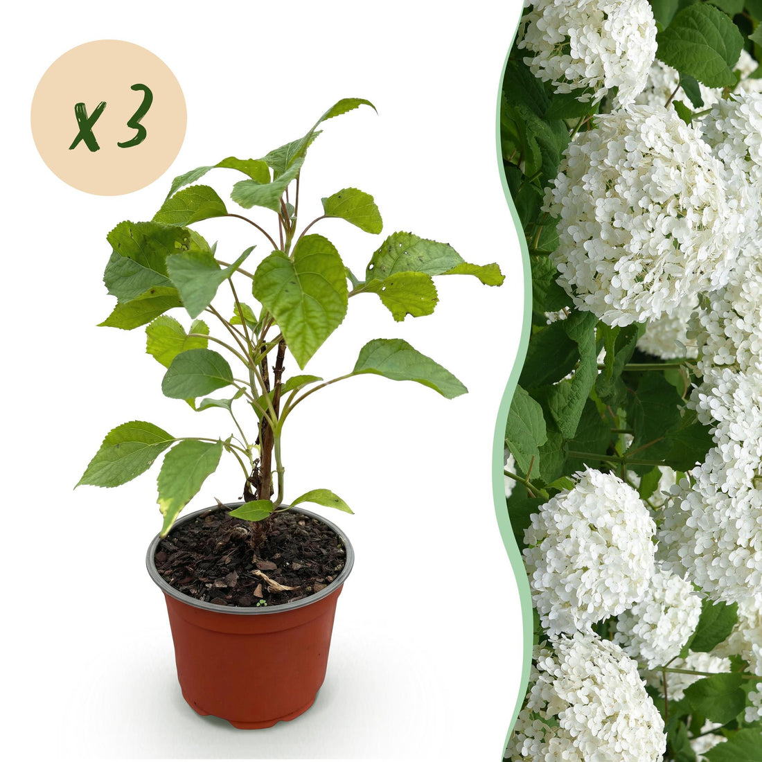 Waldhortensie Annabelle – Hydrangea arborescens Annabelle – 30 cm – Ø15 cm