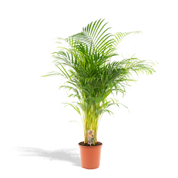 Areca-Palme – Dypsis lutescens – 130 cm – Ø21 cm