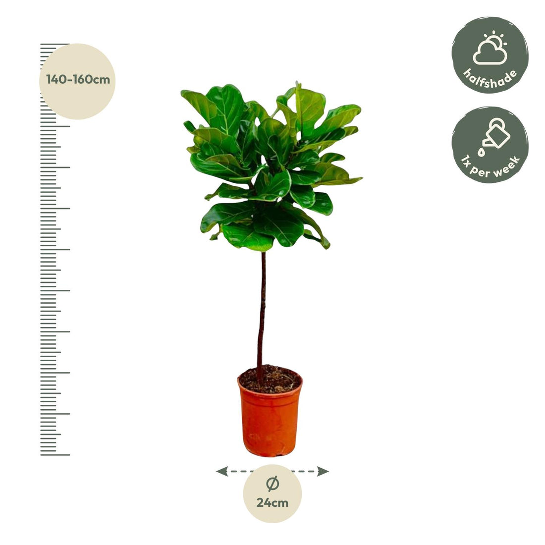 Geigenfeige – Ficus lyrata – 130 cm – Ø24 cm