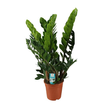 Zamioculcas – Zamioculcas zamiifolia – 80 cm – Ø21 cm