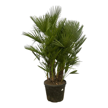 Zwergpalme – Chamaerops humilis Mehrstämmig – 180 cm – Ø45 cm