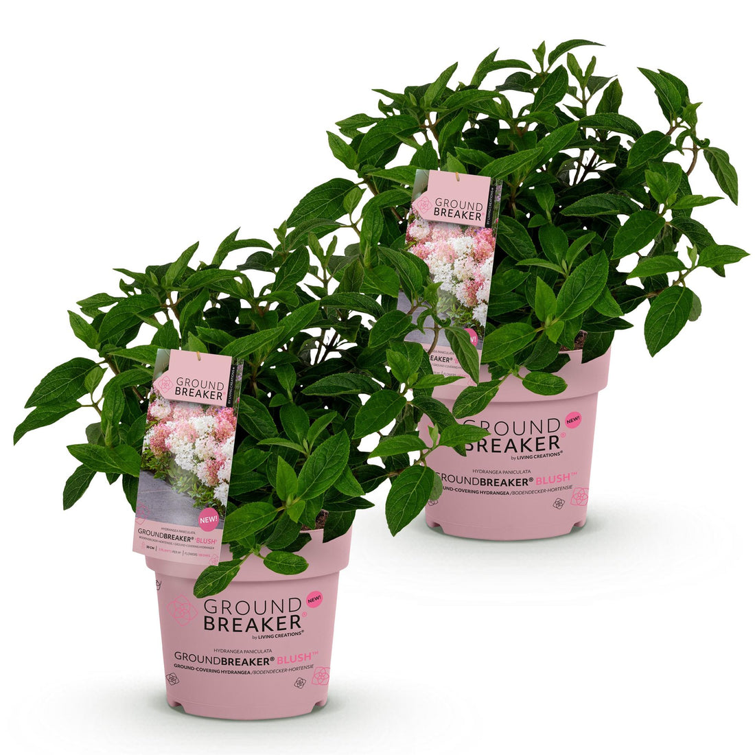 Bauernhortensie Groundbreaker Blush – Hydrangea macrophylla Groundbreaker Blush – 25 cm – Ø20 cm