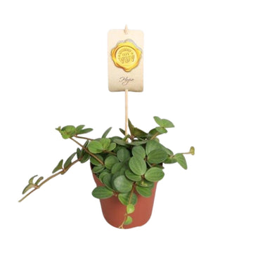Zwergpfeffer – Peperomia hope – 15 cm – Ø12 cm
